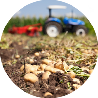 Photo of potatoes in field with tractor in background